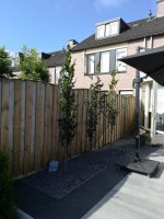Aanleg achtertuin 1x1 tegels Fransebaan Eindhoven