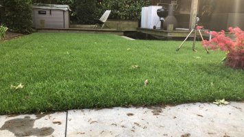 Aanleg gazon Westerhoven
