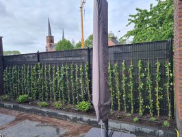 Hekwerk montage met aanplanten