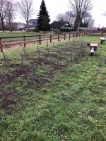 Aanplant / gazon / leibomen met leirekken Luyksgestel