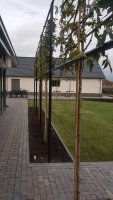 Aanplant / gazon / leibomen met leirekken Luyksgestel