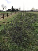 Aanplant / gazon / leibomen met leirekken Luyksgestel